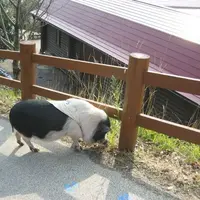 モクモク手づくりファーム　野天もくもくの湯の写真・動画_image_115502