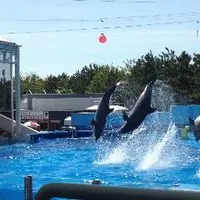 マリンピア日本海の写真・動画_image_115700
