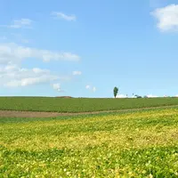 美瑛では？の写真・動画_image_116057