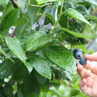 河口湖・鳴沢ﾌﾞﾙｰﾍﾞﾘｰ観光農園の写真・動画_image_116340