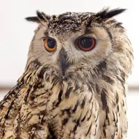 富士花鳥園の写真・動画_image_116350