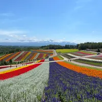 四季彩の丘の写真・動画_image_1164590