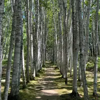 白樺回廊の写真・動画_image_1164684