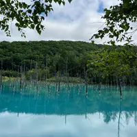 白金青い池の写真・動画_image_1164685