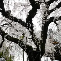 圓明寺の写真・動画_image_116637