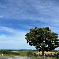 セブンスターの木の写真・動画_image_1166951