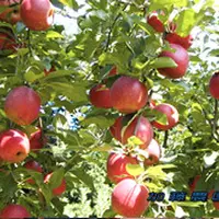 加藤農園の写真・動画_image_117575