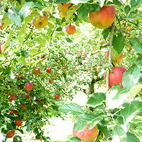 岡本林檎園の写真・動画_image_117576