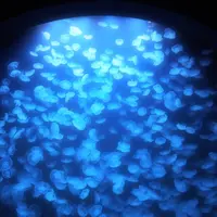 鶴岡市立加茂水族館（クラゲドリーム館）の写真・動画_image_117618