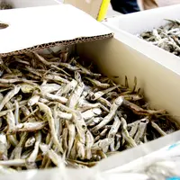 観音寺商店街の写真・動画_image_118017