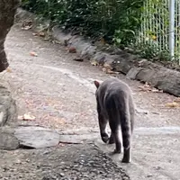 猫の細道の写真・動画_image_1181186