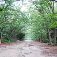 糺ノ森の写真・動画_image_118351