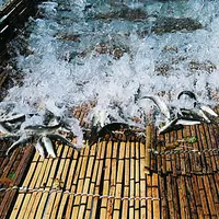 佐貫観光やなの写真・動画_image_118413