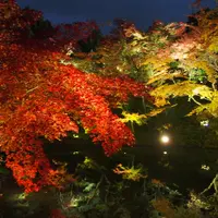 高台寺の写真・動画_image_118656