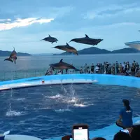 四国水族館の写真・動画_image_1189426