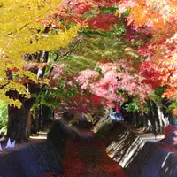 もみじ回廊の写真・動画_image_119291