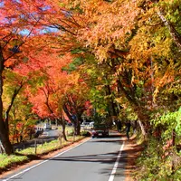 紅葉トンネルの写真・動画_image_119292