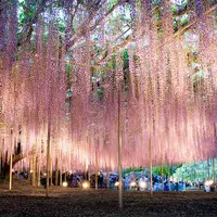 あしかがフラワーパークの写真・動画_image_119939