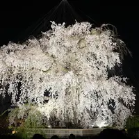 円山公園の写真・動画_image_119960