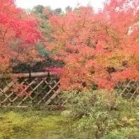 光悦寺の写真・動画_image_120376