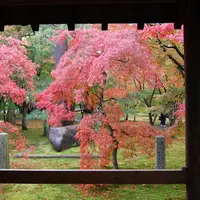 東福寺の写真・動画_image_120394