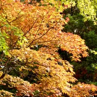 養浩館庭園の写真・動画_image_120477