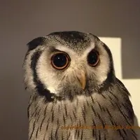 フクロウのみせの写真・動画_image_120592