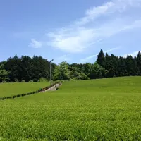 ちゃの生の写真・動画_image_121073