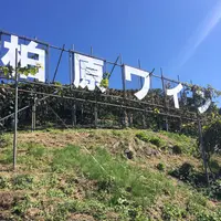 カタシモワイナリーの写真・動画_image_121076
