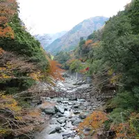 祖谷のかずら橋の写真・動画_image_121136