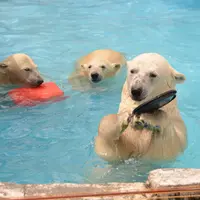 円山動物園の写真・動画_image_121224