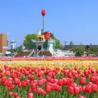 砺波チューリップ公園の写真・動画_image_1214185