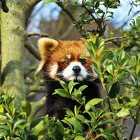 鯖江市西山動物園の写真・動画_image_1214186