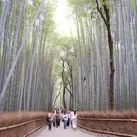 嵐山 竹林の小径の写真・動画_image_121858