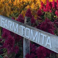 中富良野 ファーム冨田の写真・動画_image_1219243