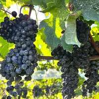 サンサンワイナリーの写真・動画_image_1219701