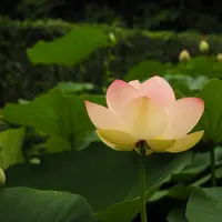 二宮せせらぎ公園の写真・動画_image_122402
