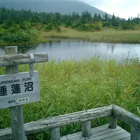 睡蓮沼の写真・動画_image_122844