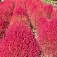 大石公園の写真・動画_image_1229415