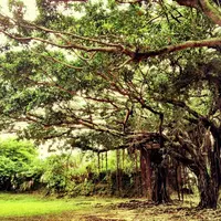 緑ケ丘公園の写真・動画_image_123223