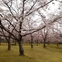 さくらの森公園の写真・動画_image_1235556