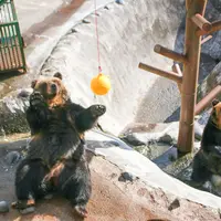 のぼりべつクマ牧場の写真・動画_image_1242220