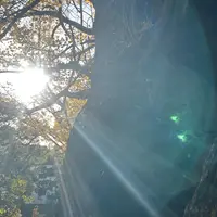 赤坂氷川神社の写真・動画_image_1249444