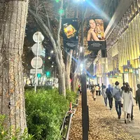 表参道　ケヤキ並木の写真・動画_image_1249458