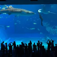 沖縄美ら海水族館の写真・動画_image_1254169