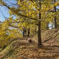垂水千本イチョウ園の写真・動画_image_1259414
