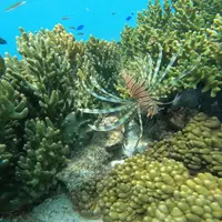 わいわいビーチの写真・動画_image_1265885