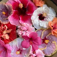 ユートピアファーム宮古島の写真・動画_image_1286661