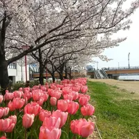 信濃川やすらぎ堤緑地の写真・動画_image_130129