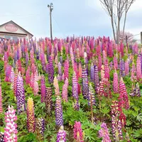 鹿沼市花木センターの写真・動画_image_1307209